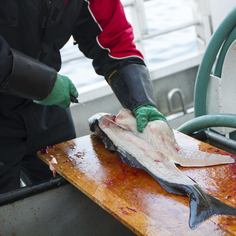 Man Cleaning Fresh Fish At Fishing Boat